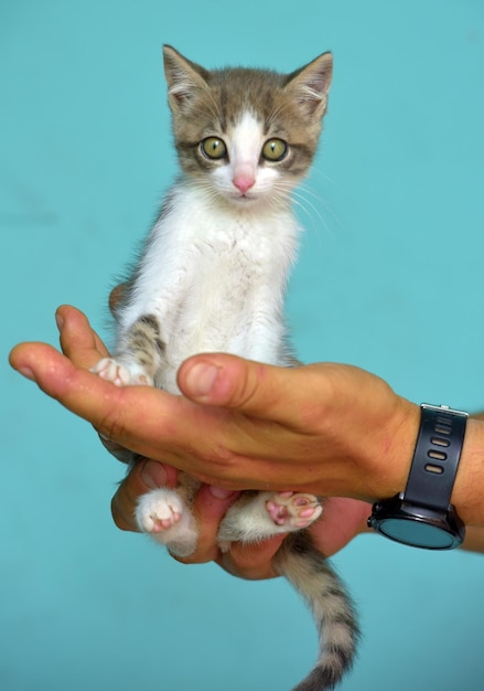 Foto retrato de una persona con el gato en la mano