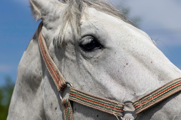 retrato perto de um cavalo branco, contra o céu azul um cavalo branco