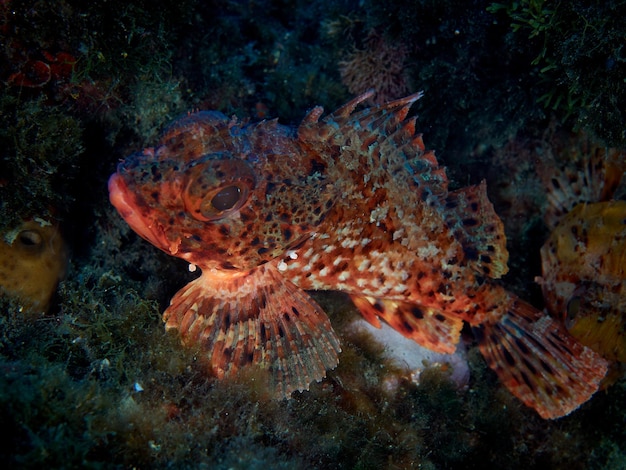 Retrato de pescado. Fotografía submarina de un pez escorpión (Scorpaena sp) en el mar mediterráneo. Fondo negro.