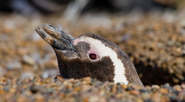 Retrato de pingüinos de Magallanes en Argentina, Península Valdés