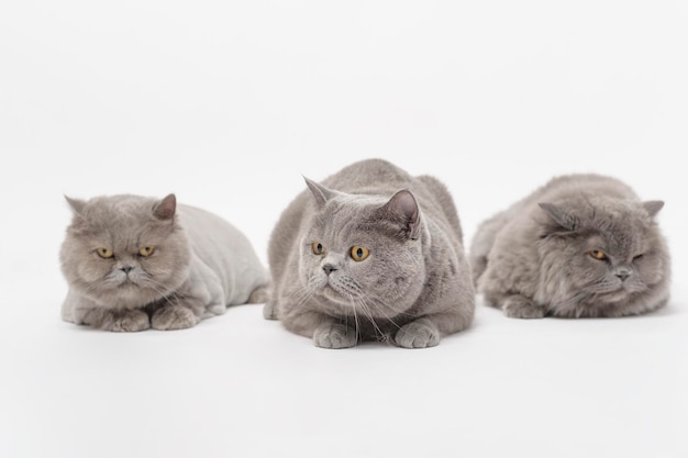 Retrato de un pliegue escocés gatos encantadores sobre fondo blanco de estudio