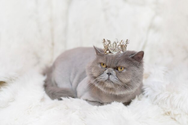 Retrato de un pliegue escocés gatos encantadores sobre fondo blanco de estudio