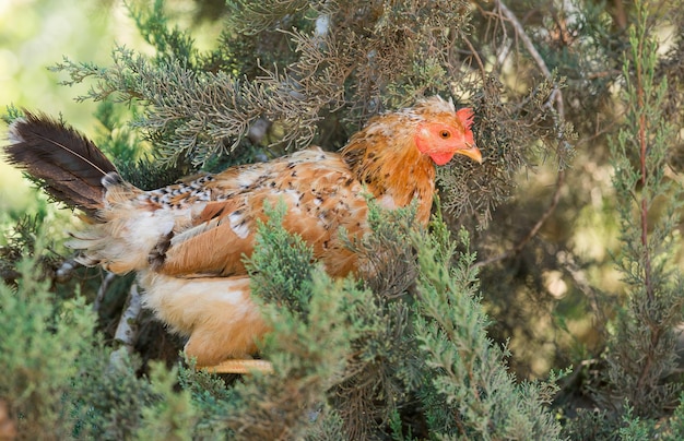 Retrato de un pollo en un árbol