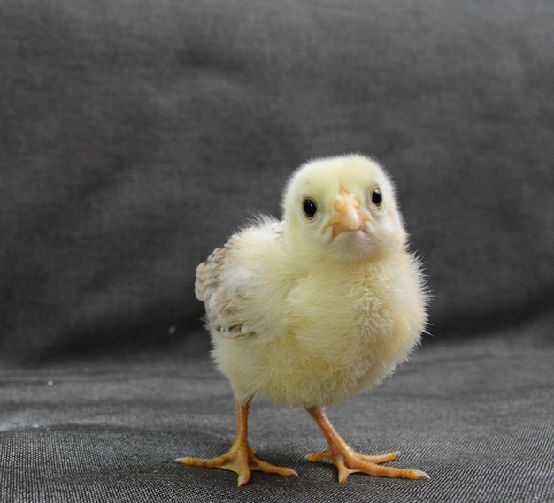 Retrato de un pollo bebé contra un fondo gris