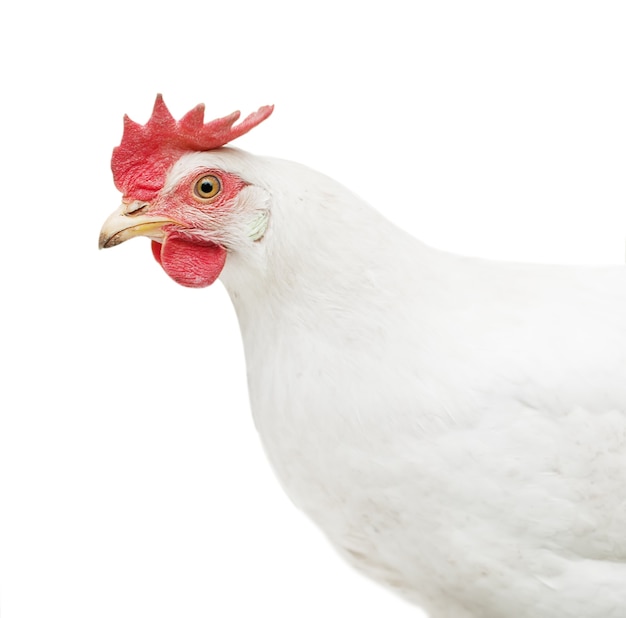 Retrato de un pollo blanco aislado