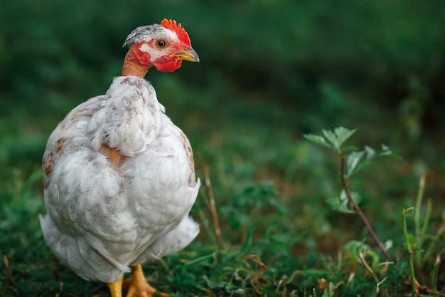 Retrato de pollo blanco de cuello calvo sobre el fondo verde oscuro