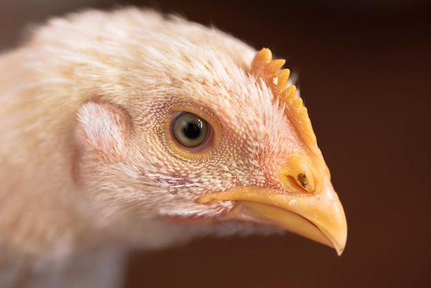 Foto retrato de un pollo de engorde blanco