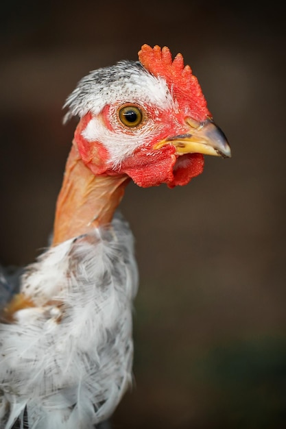 Retrato de pollo joven de cuello calvo sobre fondo marrón, foto vertical