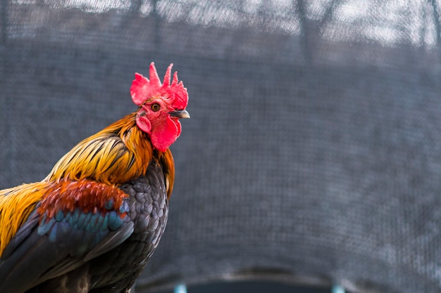 Retrato de un pollo de pie