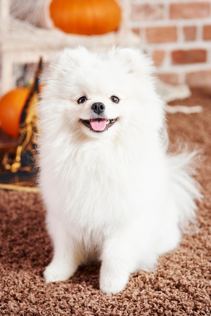 Retrato de pomerania en casa