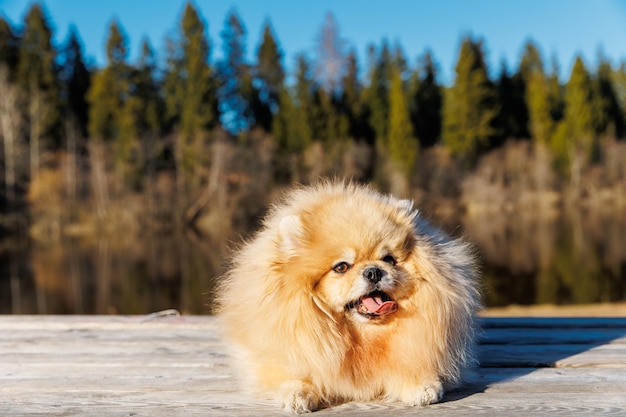 Retrato de Pomerania en la naturaleza