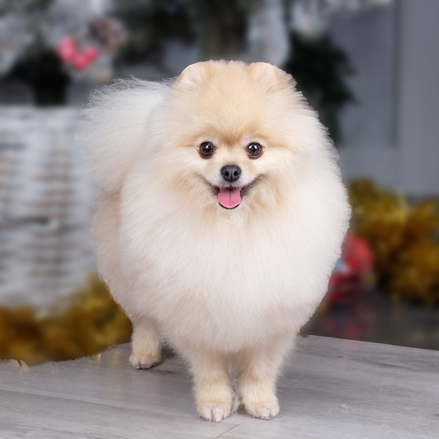 Retrato de un Pomerania de pie con un collar bellamente arreglado después del aseo