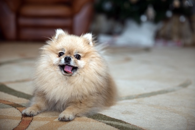 Retrato de un Pomerania Spitz acostado sobre una alfombra en la sala de estar