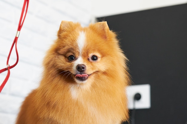 Retrato de un pomeranian pomeranian rojo después de un primer plano de corte de pelo