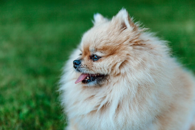 Foto retrato, de, un, pomeranian, spitz, primer plano