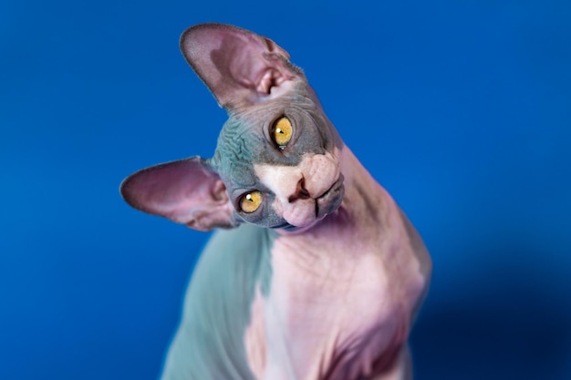 Retrato de posando gato sphynx canadiense inclinó la cabeza hacia un lado y mirando a la cámara en primer plano