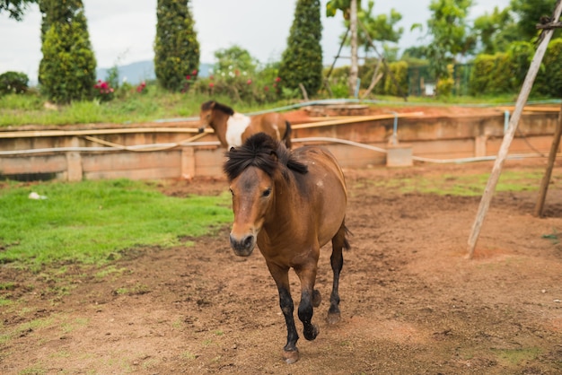 Retrato de potro pony corriendo en la granja