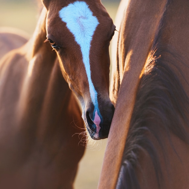 Retrato de un potro de la raza de caballos Akhal-Teke. El bebé metió la nariz en su madre.