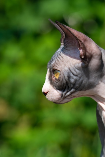 Retrato preto e branco, gato jovem de raça esfinge, parece em algum lugar com sério