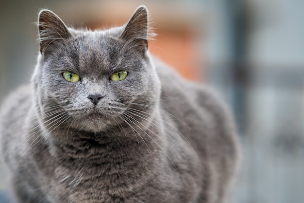 Retrato del primer del gato peludo gris serio.