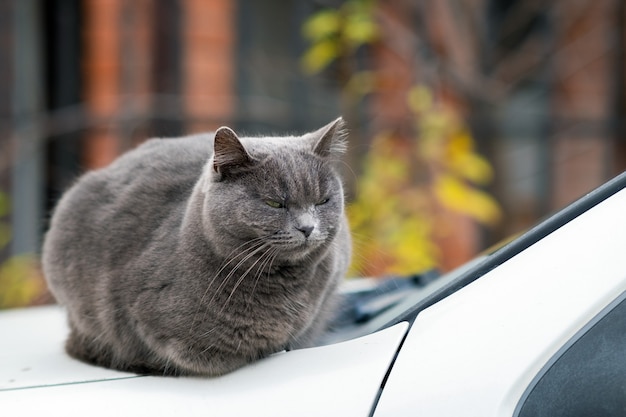 Retrato del primer del gato peludo gris serio.