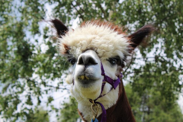 Foto retrato en primer plano de una alpaca