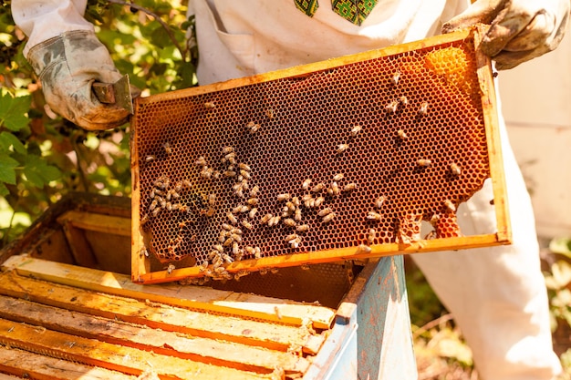 Retrato de primer plano de apicultor sosteniendo un panal lleno de abejas Apicultor en ropa de trabajo protectora ins