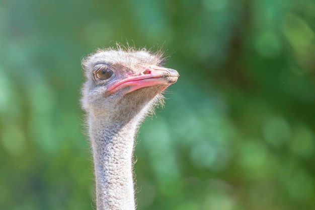 Retrato de primer plano de avestruz (Struthio camelus) Cerrar cabeza de avestruz