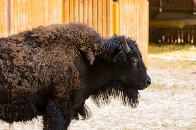 Retrato de primer plano de bisonte salvaje visto desde el lado.