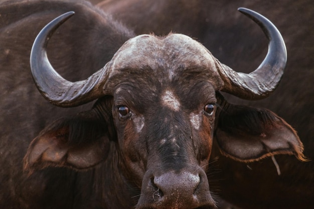 Retrato en primer plano del búfalo de agua