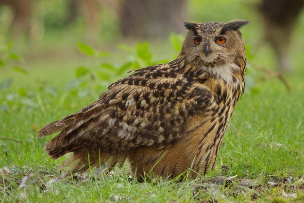 Retrato en primer plano de un búho águila eurasiático posado en el campo