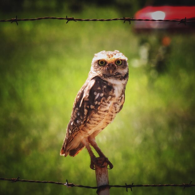 Foto retrato en primer plano de un búho en el aire libre