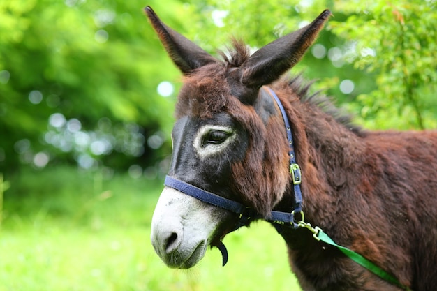 Retrato y primer plano de burro hermoso