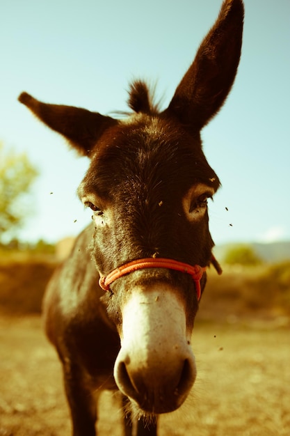 Retrato en primer plano de un burro de pie en el campo