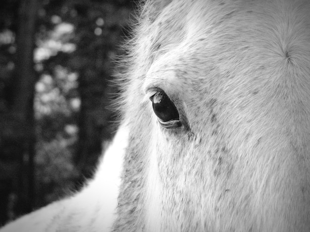 Retrato en primer plano de un caballo al aire libre