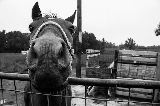 Foto retrato en primer plano de un caballo en el campo