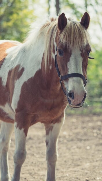 Foto retrato en primer plano de un caballo de pie en el campo