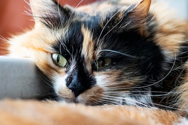 Retrato de primer plano de cabeza de gato rojo y negro esponjoso