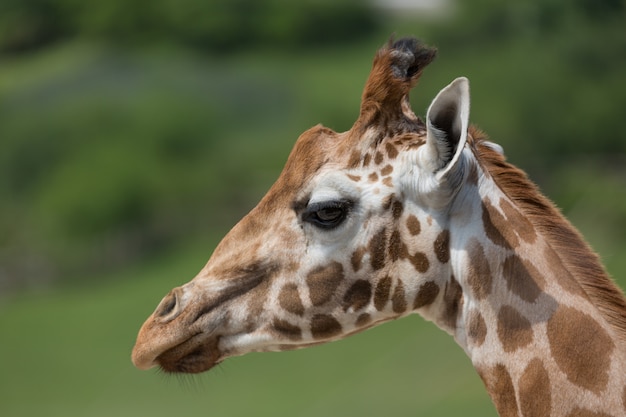 Retrato de primer plano de una cabeza de jirafa Giraffa Camelopardalis con fondo borroso verde