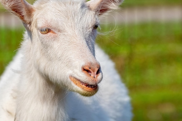 Retrato de primer plano de una cabra blanca, una cabra en un pasto