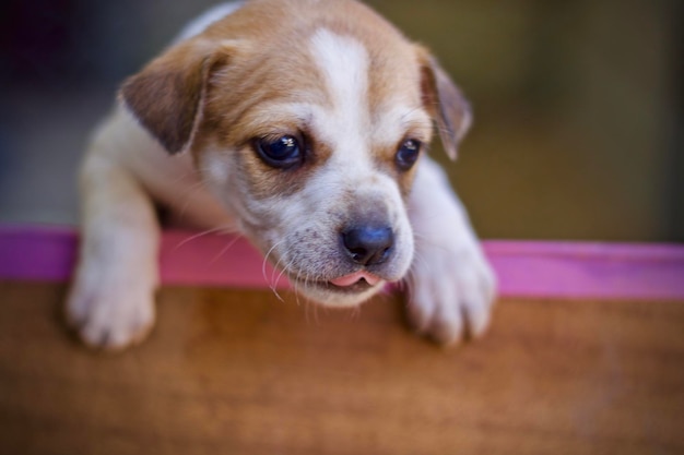 Foto retrato en primer plano de un cachorro