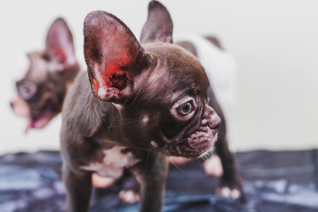 Foto retrato en primer plano de un cachorro