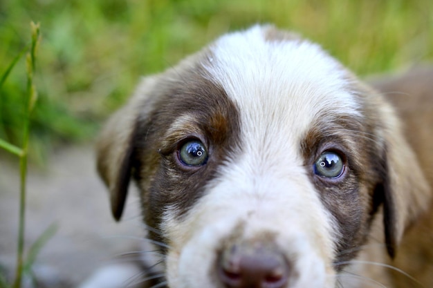 Foto retrato en primer plano de un cachorro