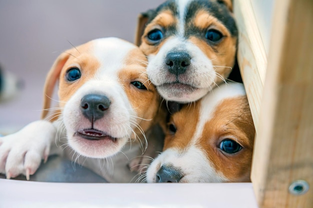 Retrato en primer plano de los cachorros en casa