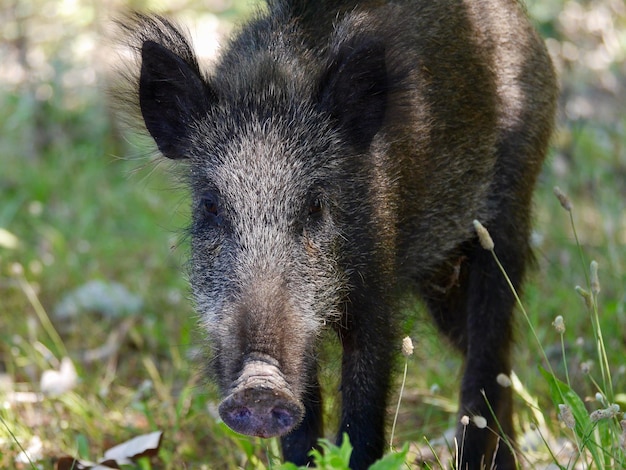 Retrato en primer plano de un cerdo de pie en el campo