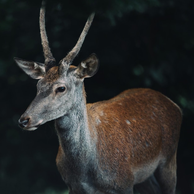 Foto retrato en primer plano de un ciervo