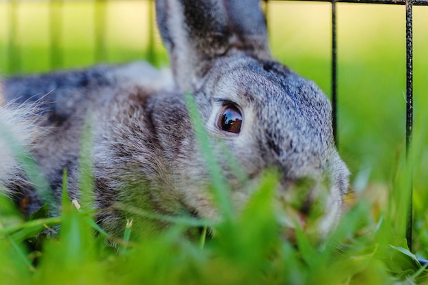 Foto retrato en primer plano de un conejo en un campo de hierba