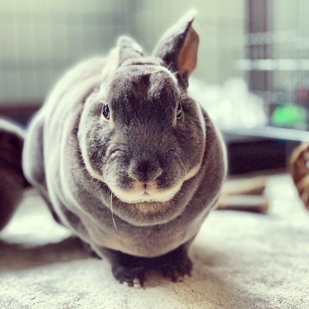 Retrato en primer plano de un conejo en casa