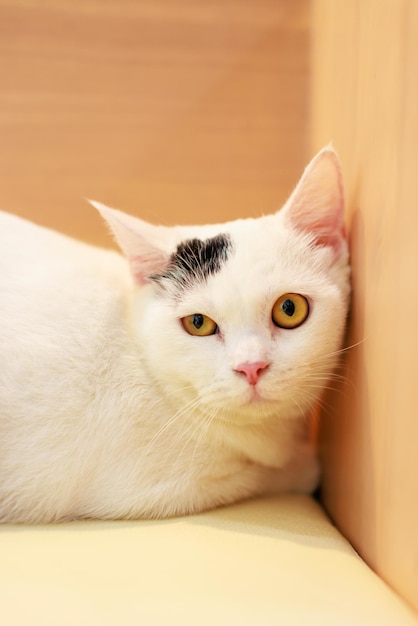 Retrato de primer plano de cuerpo entero disparado maduro pequeño gatito blanco doméstico de pelo corto gato de mascota felino con ojos amarillos acostado en el cómodo sofá del sofá mirando la cámara