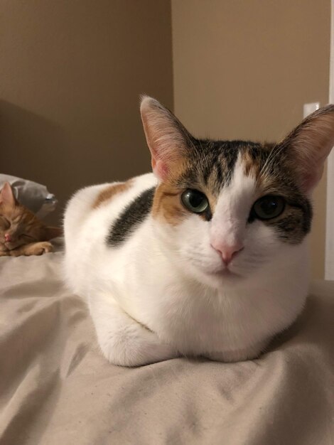 Foto retrato en primer plano de un gatito en casa